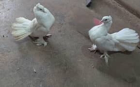 Laka Pair