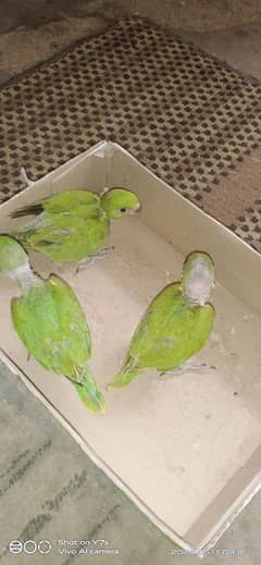 ringneck