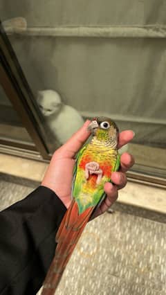 Handtamed Green Cheeked Conure