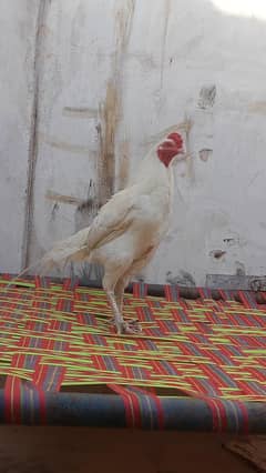 Heera chicks