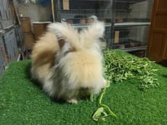 English angora rabbit good for pets