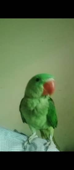 Raw parrot