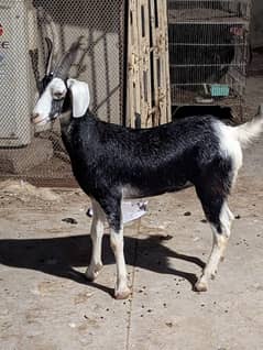 Makdi Male