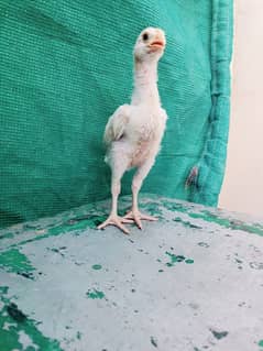 Aseel Heera Chicks | White Paper | Pure White heera breeder pair | Hen
