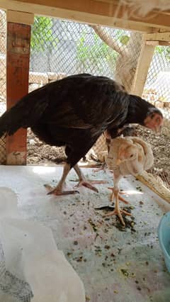 hens female with baby