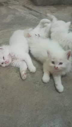 Persian kittens for sale kittens age 1. . 5 month's total 4 hai