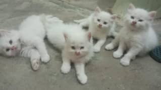 Persian Cat | Persian Kittens | Tripple Coated Kittens For Sale