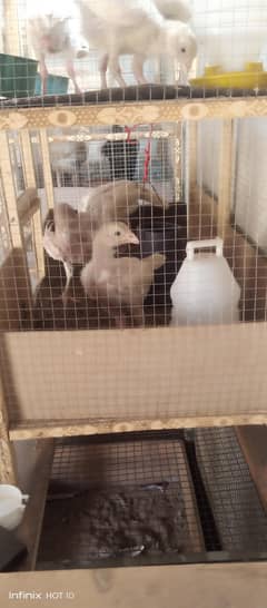 chicks for sale 45days per pic 3500
