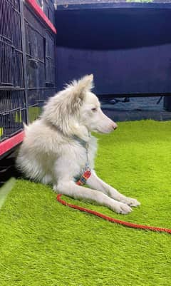 pink nose Russian dog-white dog for sale-female dog
