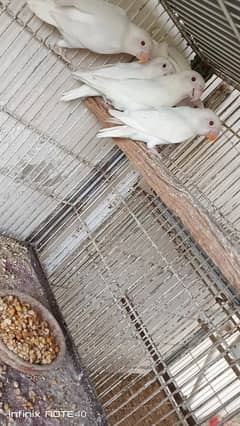 SW Aviary