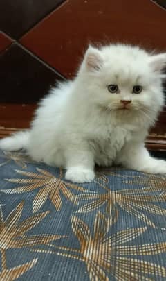 Cat Persian | cat baby | kittens | Blue eyes | ωatsap ʘƷƷƷ୨51୨ʘƷ8: