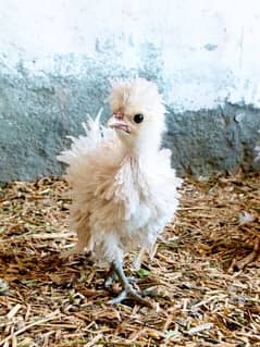 Polish Chicks Rs. 479