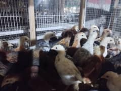 Golden misri chicks
