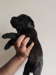 Labrador