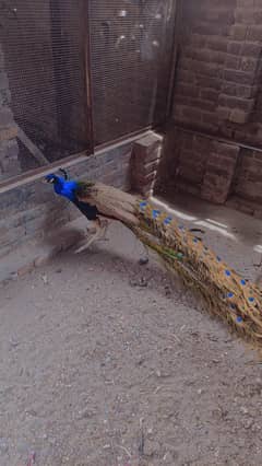 Peacock