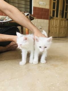 Persian