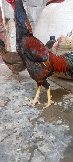 Aseel pair