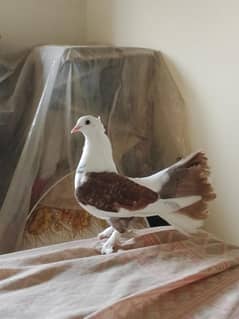 pure fantail