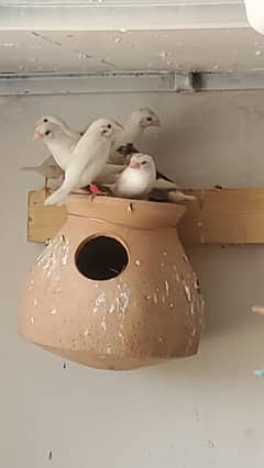 bangalies 5 paurs for sale