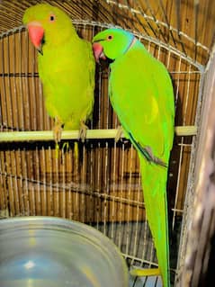 green parrot