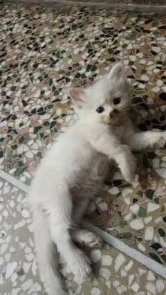 Persian