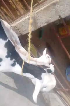 ABLACK CHAMBI TEDDY BAKRI