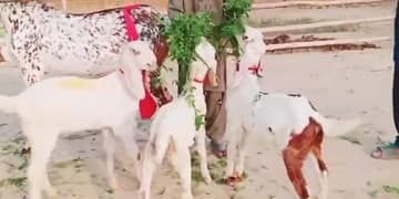 Makkah Chini Bakri Our 3 Bacchon Ka Sath For Sale,03134947622