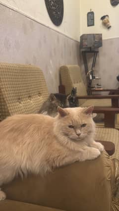 Two male double coat neutered Persian cats available