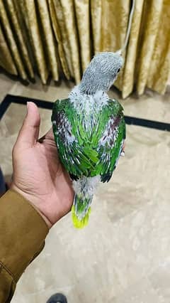 Kashmiri