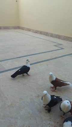 Karbalai And Sherazi kabootar (Pigeon)