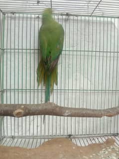 green Parrot for sale 03054636833