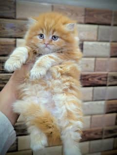 Cat Persian | cat baby | kittens | Blue eyes | ωatsap ʘƷƷƷ୨51୨ʘƷ8"