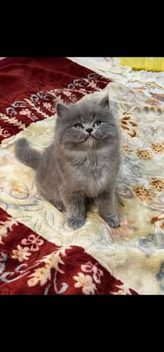 Cat Persian | cat baby | kittens | Blue eyes | ωatsap ʘƷƷƷ୨51୨ʘƷ8;