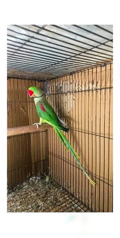 Raw breeder male for sell