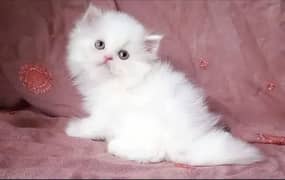 Persian