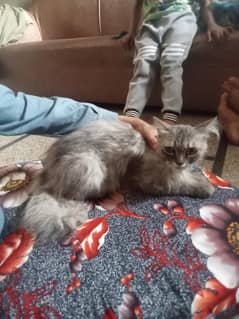 Persian kitten with two childs