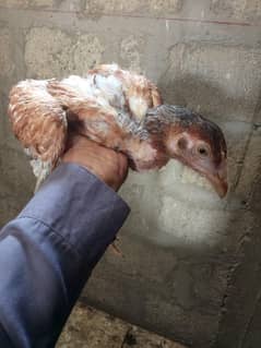 urgent sale 03368473356 is number rabta kry