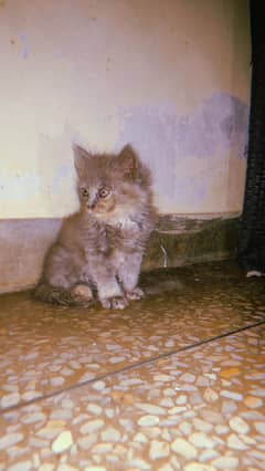 2 coated kitten