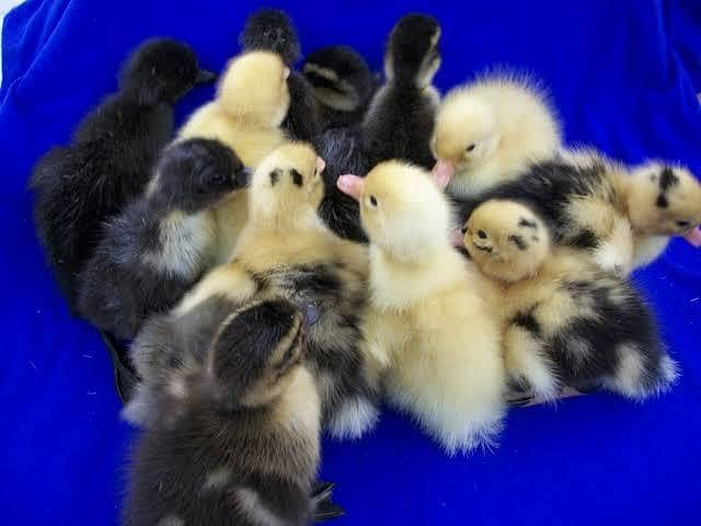 Ducks Chicks 0
