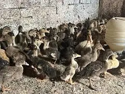 Ducks Chicks — photo 2