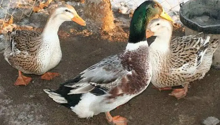 Ducks Chicks — photo 3