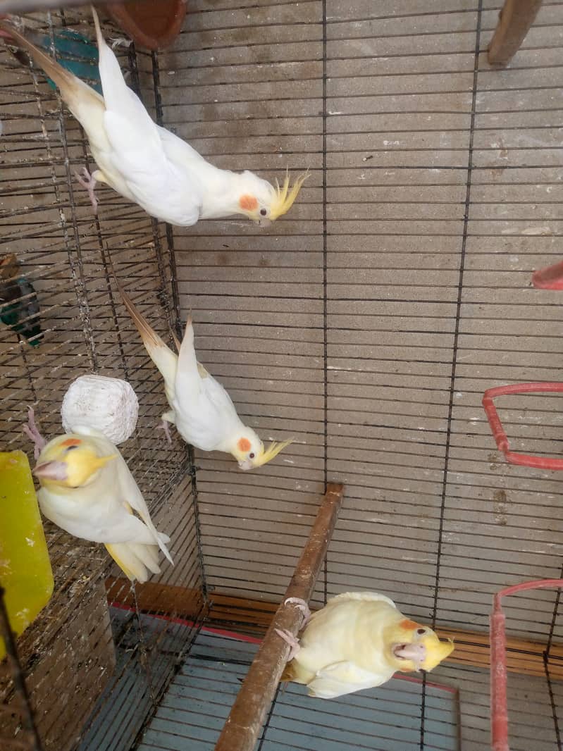 cockatile breeder total 6 piece 7