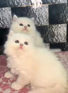 Cat Persian | cat baby | kittens | Blue eyes | ωatsap ʘƷƷƷ୨51୨ʘƷ8'
