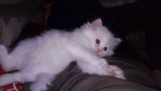 persian kitten age Two Months for sale