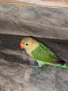 Male lovebird for sale