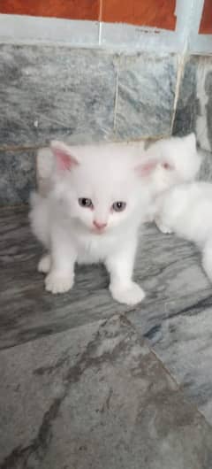 Persian cat babies