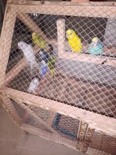 Australian parrots budgies 5 pair for sale with cage
