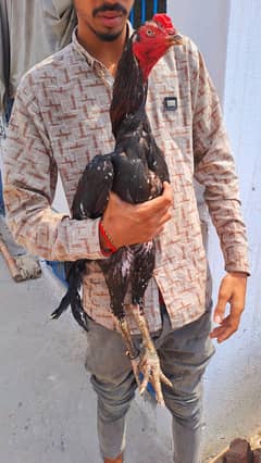 shazaib Aseel faram cross bacha