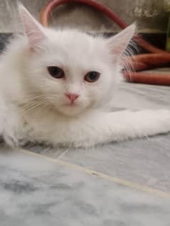 persian cat