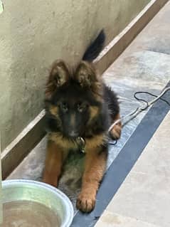 German